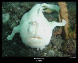 white hairy frogfish, Lembeh Strait KBR house reef by Stewart Smith 
